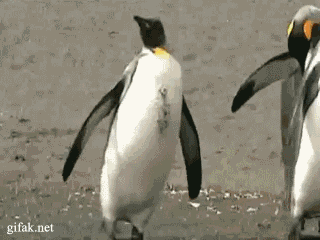 企鹅 penguin 跌倒 摇摇晃晃