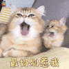 萌宠 猫 最好别惹我 生气 soogif soogif出品