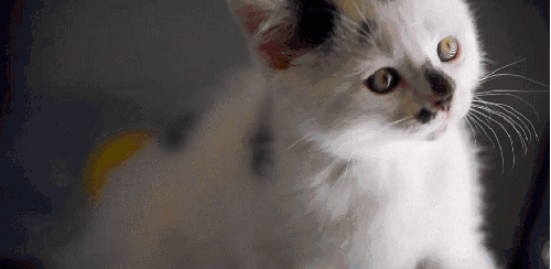 BBC 好奇 对猫的发现 猫咪 纪录片