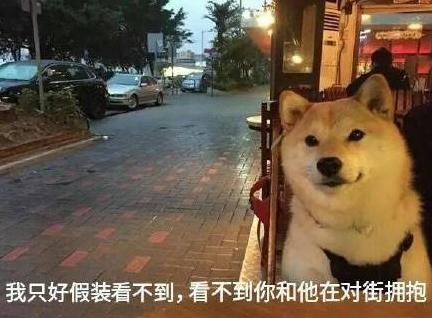 汪星人 单身狗 搞笑 文字表情包 光棍节