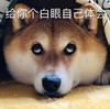 萌宠 汪星人 给你个白眼自己体会 翻白眼 呆萌 可爱