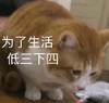 萌宠 猫星人 为了生活低三下四 低头 难受 可怜