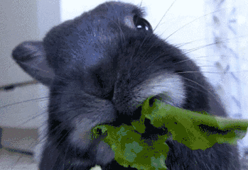 兔子gif动态图片,吃菜可爱毛茸茸动图表情包下载