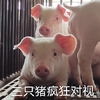 萌宠 小猪 三只猪疯狂对视 盯着 呆萌 搞怪