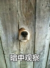 狗狗 搞笑 雷人 斗图 可爱 暗中观察