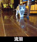 猫咪 可爱 摇尾巴 流泪