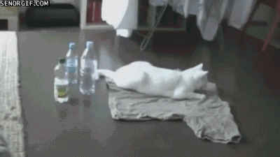 小猫 瓶子 可爱 白色