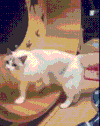 搞笑 萌宠 可爱