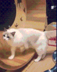 搞笑 萌宠 可爱