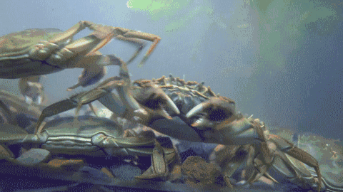 螃蟹 活螃蟹 鱼缸 打架