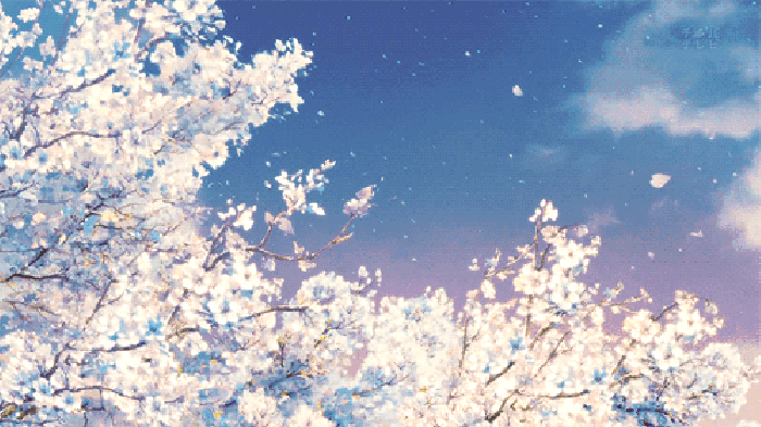 花树  春天  飞花 美丽 春游 三月 唯美樱花雨