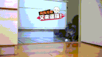 萌宠 可爱 搞笑