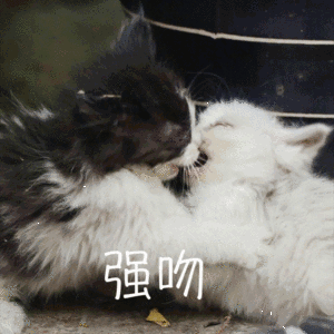 强吻 猫咪 爱情 可爱