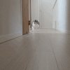 喵星人 胖子 主子 猫猫 搞笑