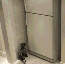 猫咪 灵活 开冰箱 偷吃
