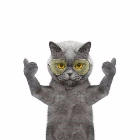 抖音 抖音蓝猫 蓝猫 社会猫 抖音