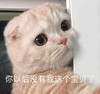 萌宠 猫星人 你以后没有我这个宝贝了 生气 呆萌 可爱