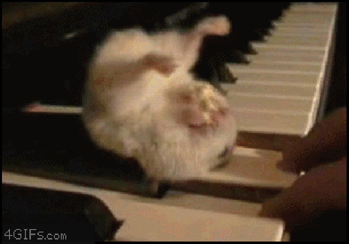 仓鼠 倒立 吃东西 钢琴