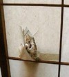 猫咪 可爱 搞笑 破坏者 门窗