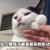 猫咪 手指 爱心 掐个腮帮子都是爱你的形状