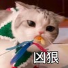 萌宠 喵星人 凶狠 生气 呆萌 可爱