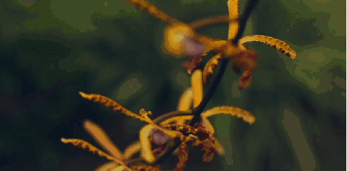 塞舌尔群岛 植物 纪录片 风景 豆荚