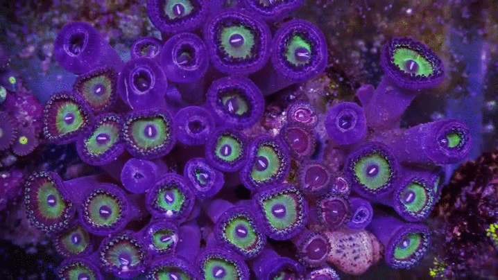 珊瑚 coral ocean
