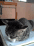宠物 心情 搞笑 萌 gif