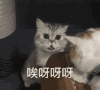 萌宠 猫星人 哎呀呀呀 搞笑 逗