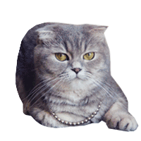 你愁啥 猫咪 可爱 搞笑 喵星人