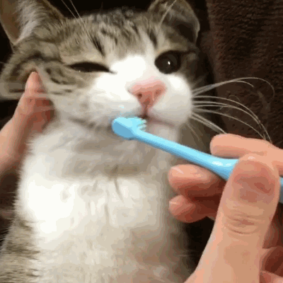 猫咪 刷牙 呆萌 干净