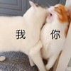 萌宠 猫星人 我和你 亲亲 呆萌 可爱