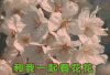 花花 和我一起看花花