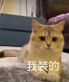 萌宠 猫星人 我装的 无辜 搞怪 逗