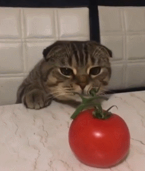 猫咪 喵星人 西红柿 淘气 可爱