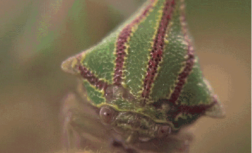 刺角蝉 昆虫 模仿大师：哥斯达黎加昆虫 纪录片