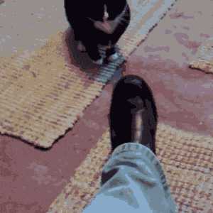 猫咪 皮鞋 玩耍 萌宠