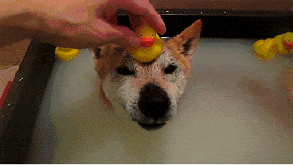 小狗 小黄鸭 洗澡 尖牙