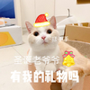 萌宠 猫星人 圣诞老爷爷 有我的礼物吗 圣诞节 呆萌 可爱