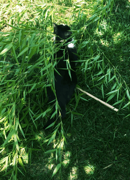 猫咪 草地 阳光 爱玩