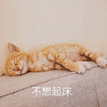 不想起床 猫