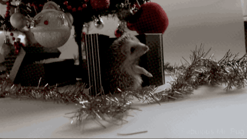 刺猬 圣诞节 动物