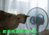 萌宠 晃头 风扇 萌宠爱搞笑