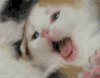 猫咪 可爱 打哈欠 萌宠
