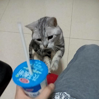 猫咪 酸奶 不喜欢 可爱