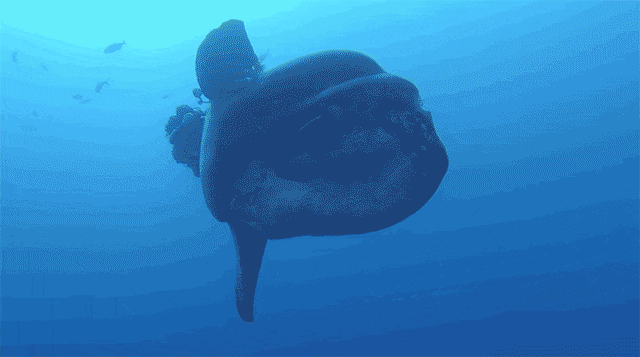 海底 生物 水 蓝色