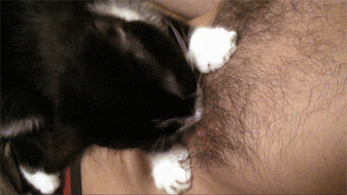 猫咪 咬 乳头 胸毛