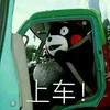 熊本熊 呆萌 开车 上车