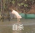 小猪 河水 树木 自杀