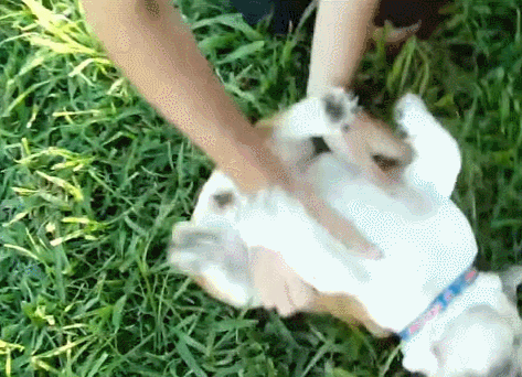 斗牛犬 笑 嬉闹 挠痒痒 开心 bulldog